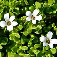 Bacopa Monnieri Brain Health Ingredient