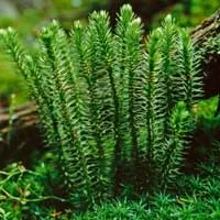 Huperzia Serrata Cognitive Performance Ingredient